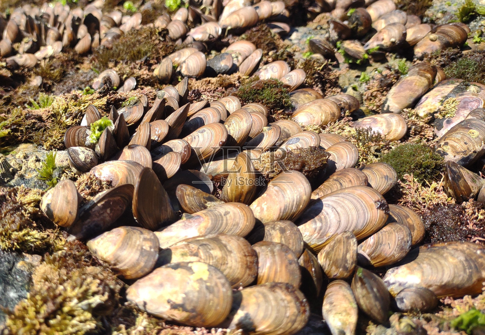 桑蒂纽海滩照片摄影图片