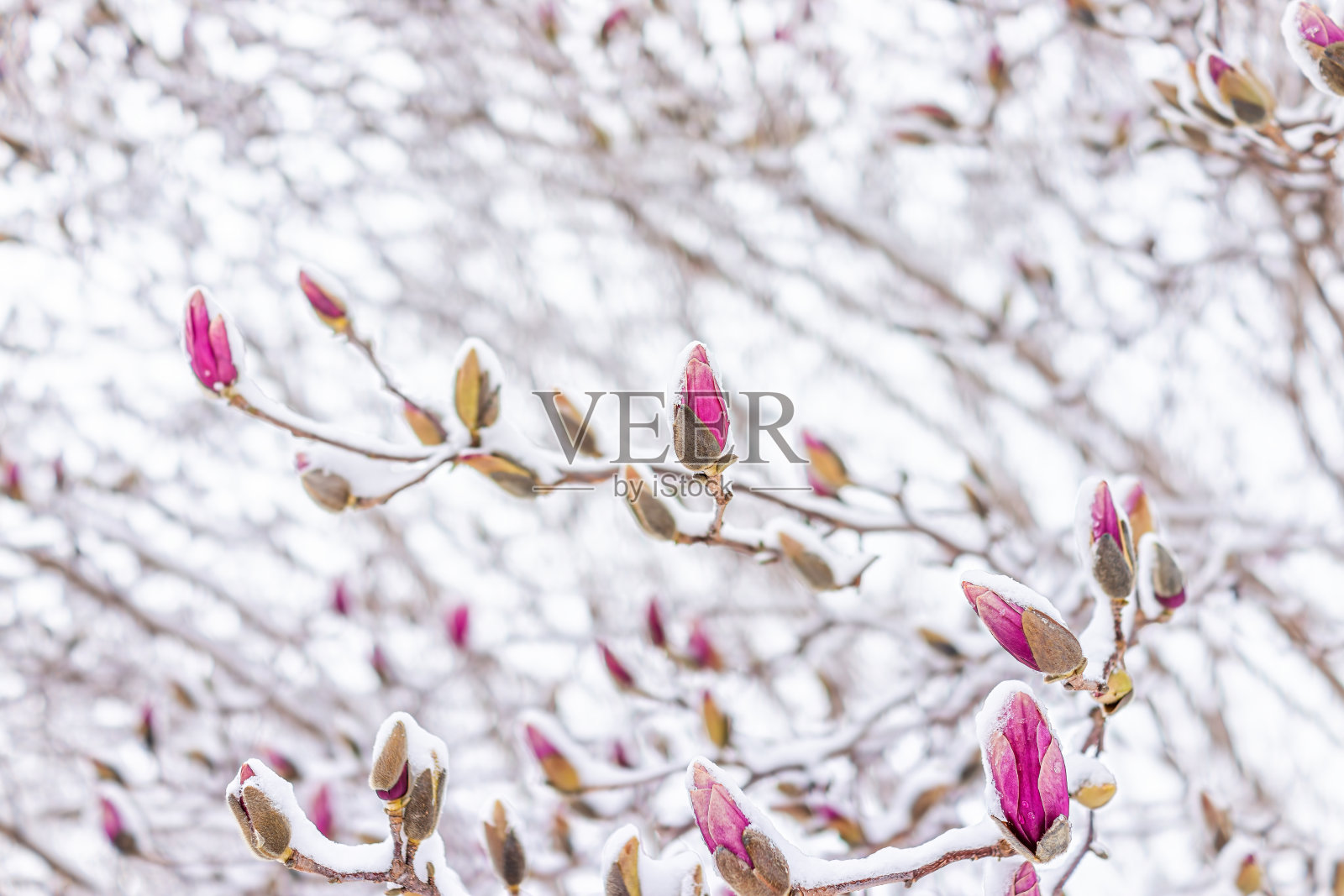 白玉兰粉红色的花蕾在冬天覆盖在白色的雪特写在北弗吉尼亚冻结从春季暴风雪照片摄影图片