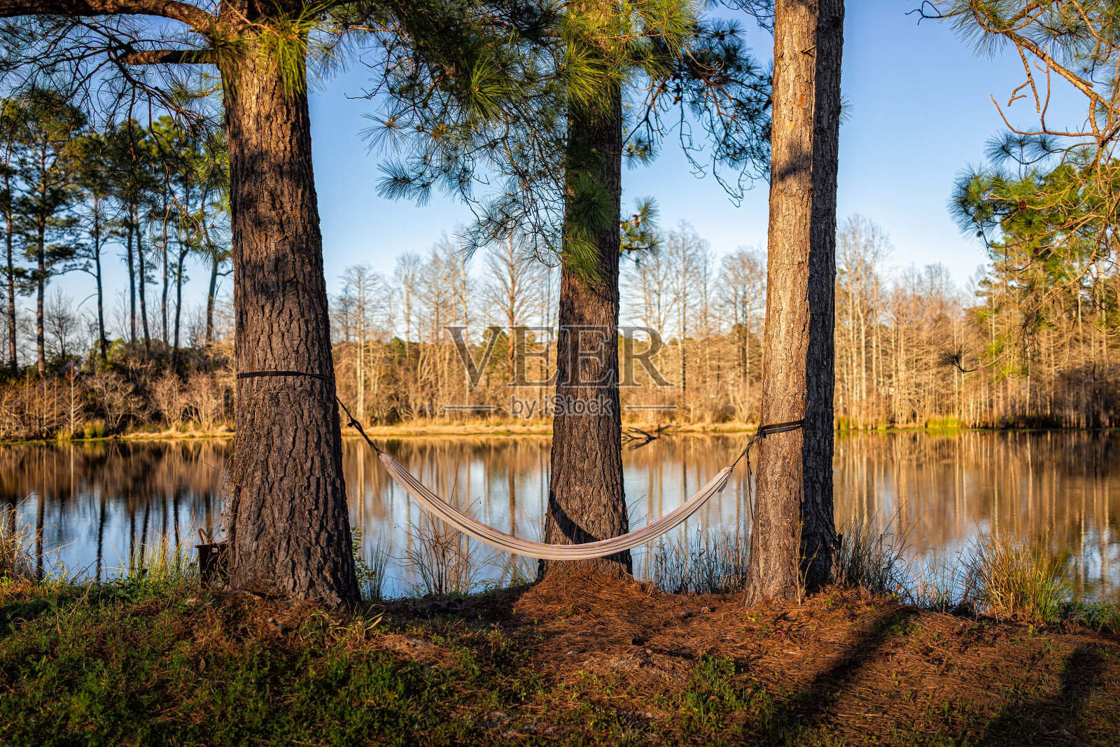 尤塔维尔，南卡罗来纳州马里昂湖附近的日落，松树上的空吊床俯瞰喷泉湖的水景观在春天的晚上没有人照片摄影图片