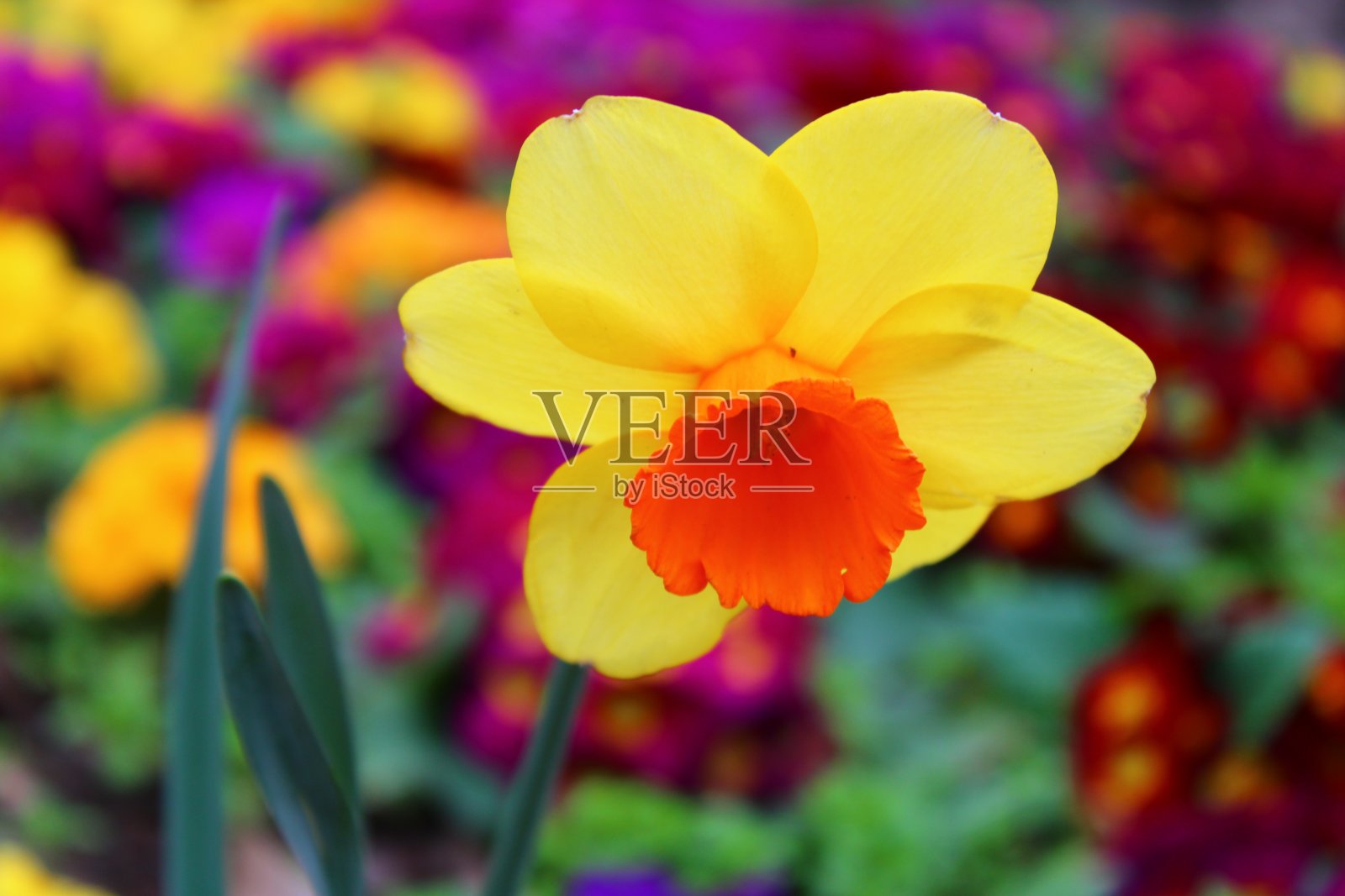 Narcissus pseudonarcissus. A yellow flower. March sunflower. Gülhane park, istanbul照片摄影图片