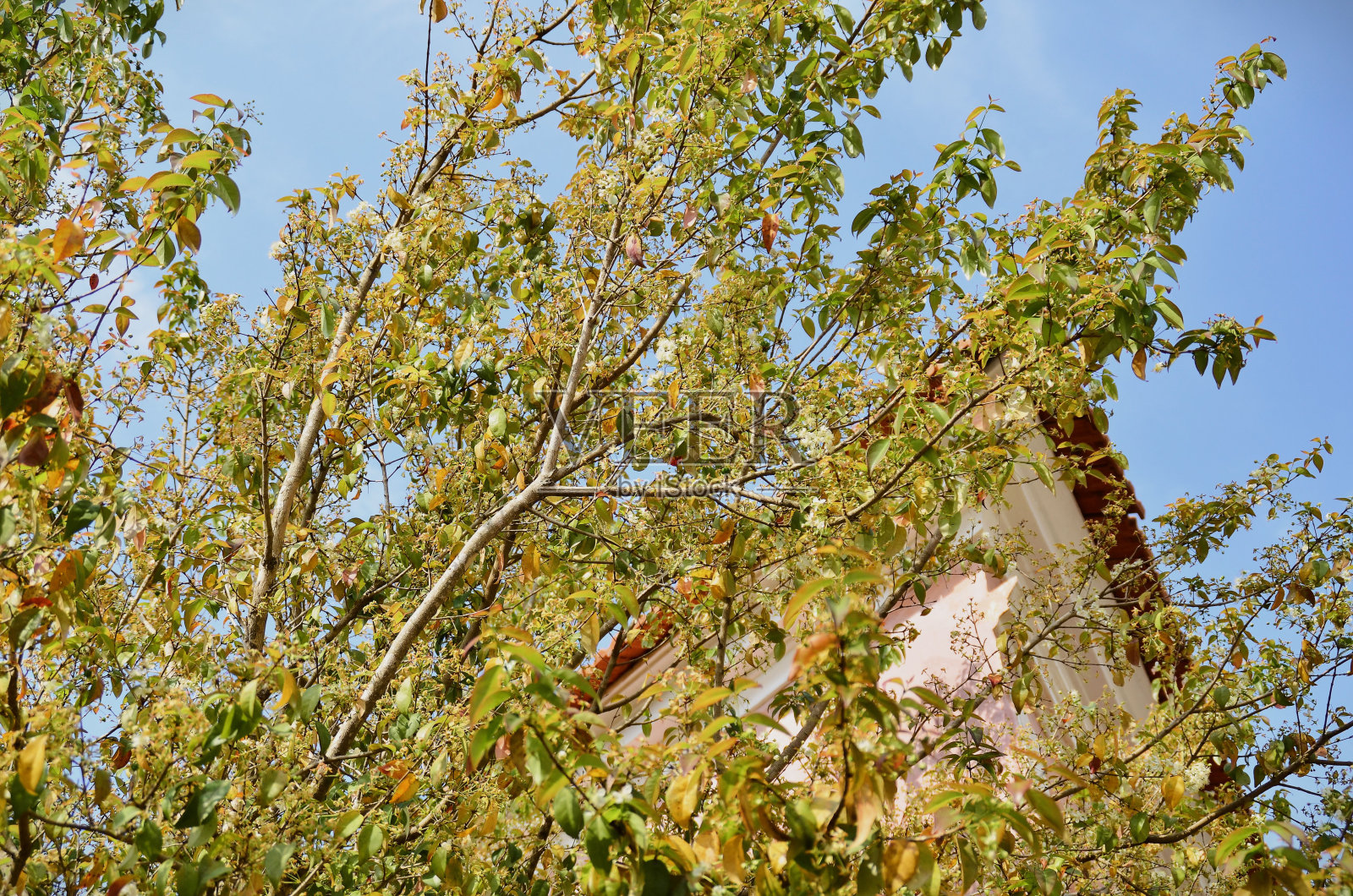 带花和叶的单花尤金亚的树枝照片摄影图片