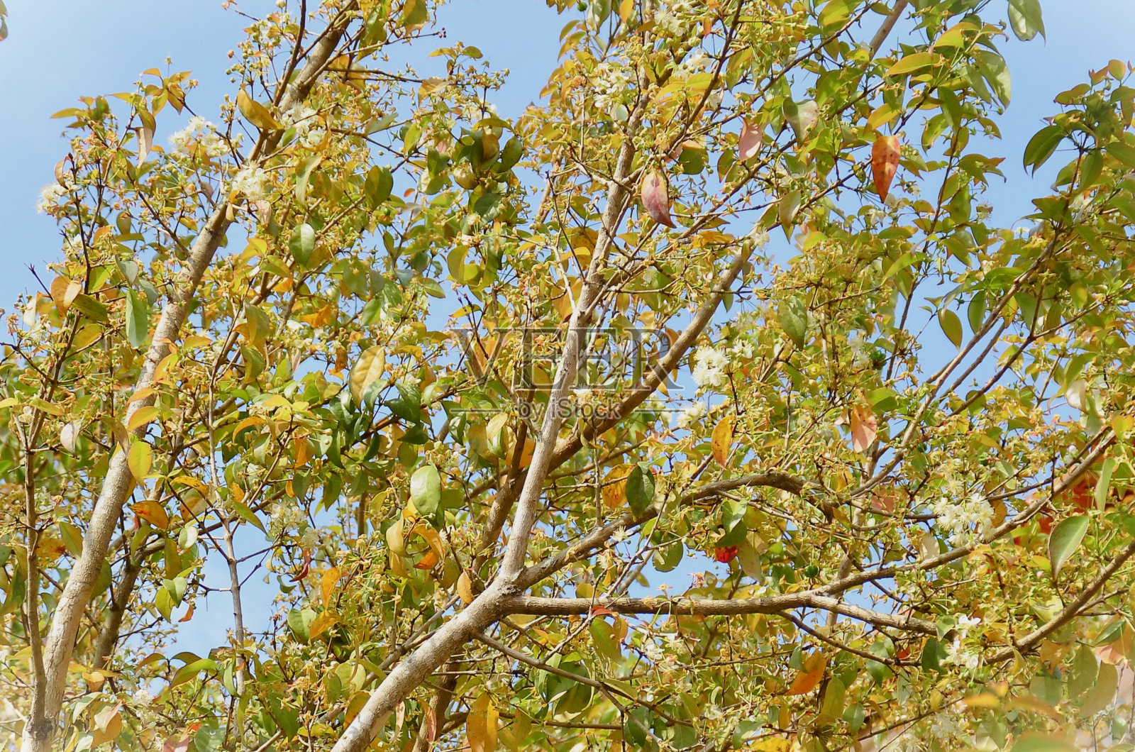 在阳光明媚的日子里，尤金妮亚的花和叶子照片摄影图片