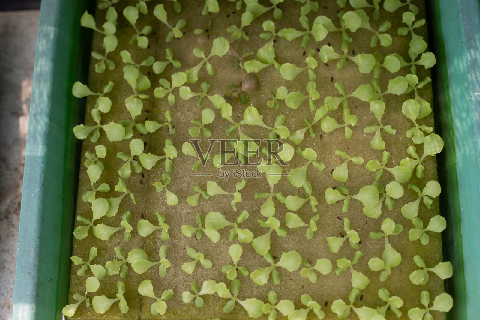 苗木在生长盘中水培照片摄影图片