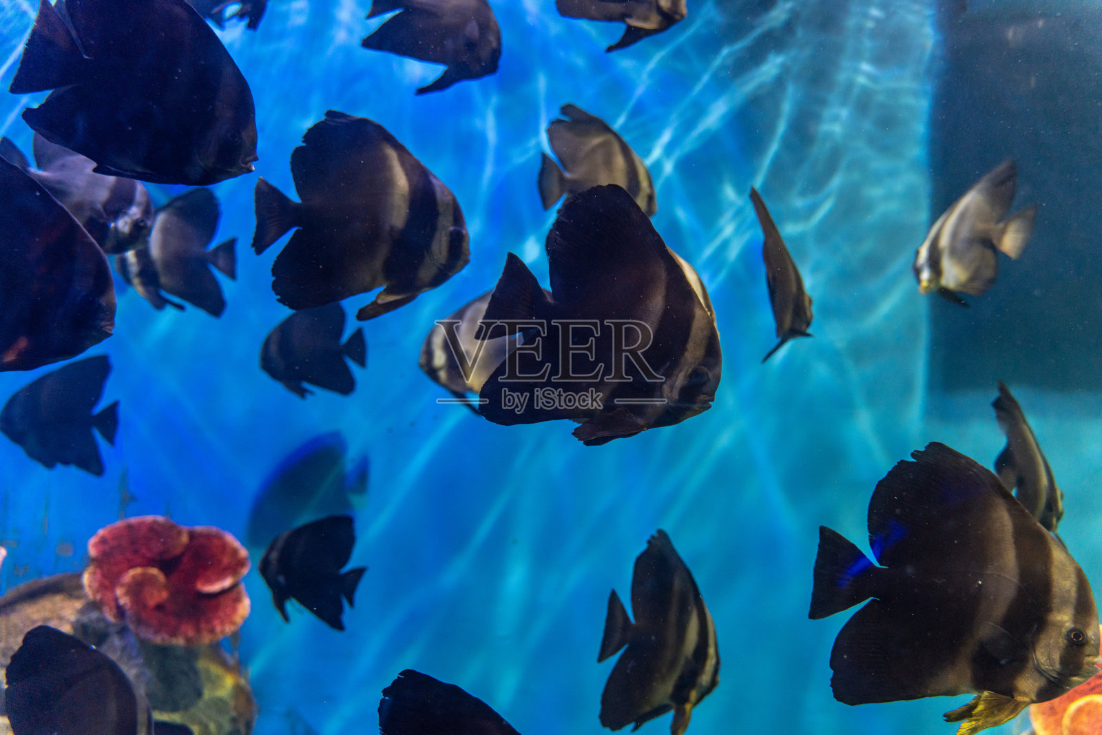 水族馆里的各种热带鱼照片摄影图片