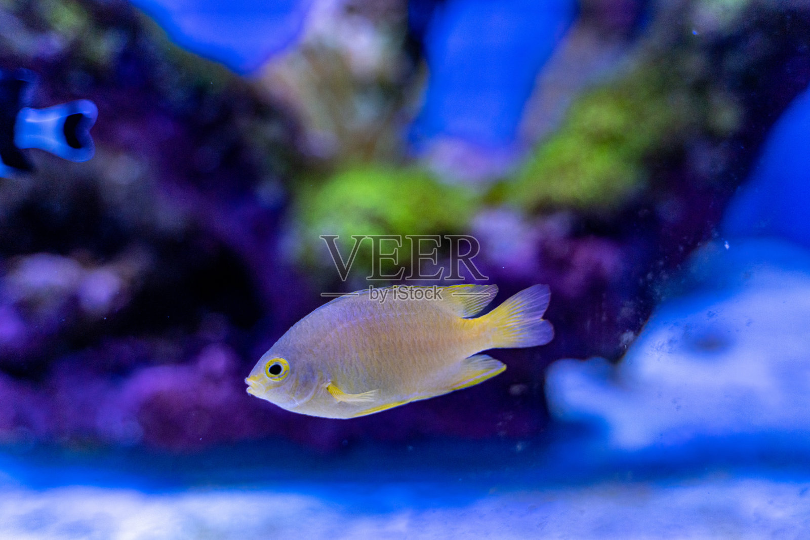 水族馆里的热带鱼照片摄影图片