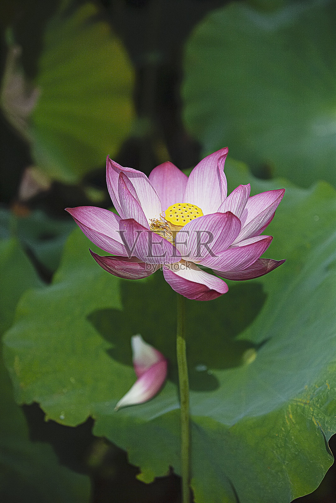 植物照片摄影图片