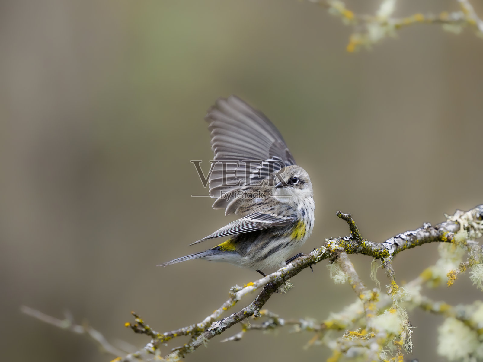 黄腰莺从树枝上飞走俄勒冈州野生鸟类照片摄影图片