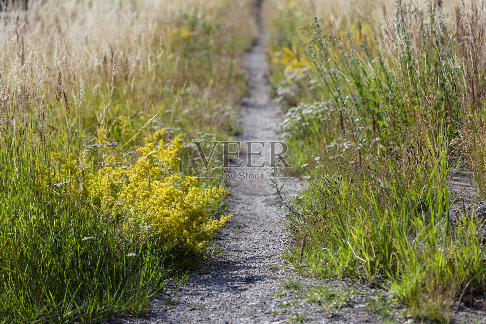 有本地植物的小径照片摄影图片