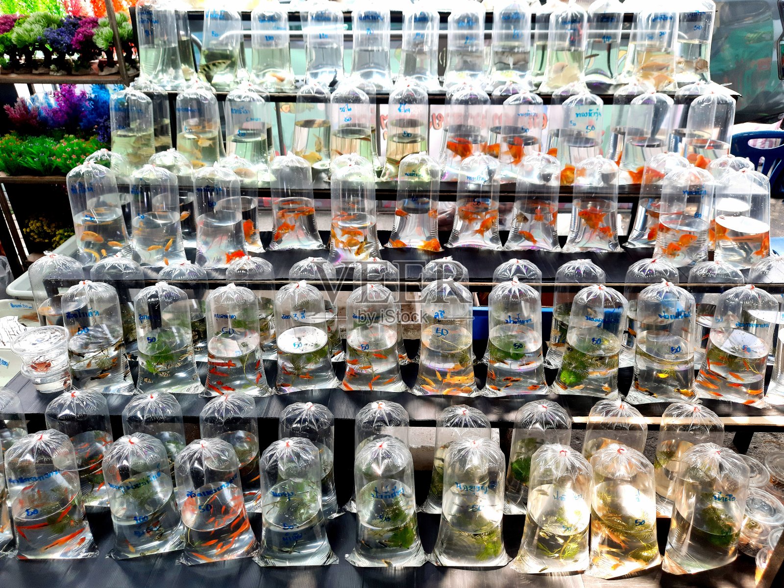 曼谷宠物市场出售塑料袋装的水族鱼。照片摄影图片