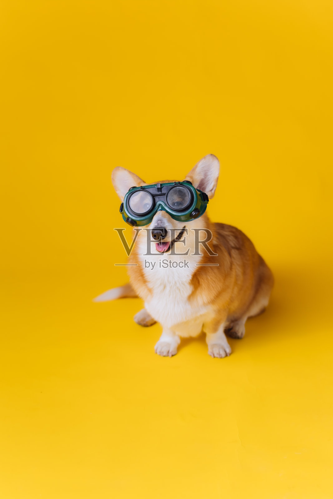 可爱有趣的威尔士柯基彭布罗克在焊接眼镜坐在黄色的工作室背景。最受欢迎的狗品种照片摄影图片
