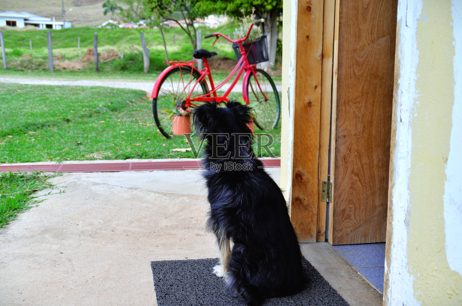 混合品种的狗在花园里看着红色的自行车和植物照片摄影图片