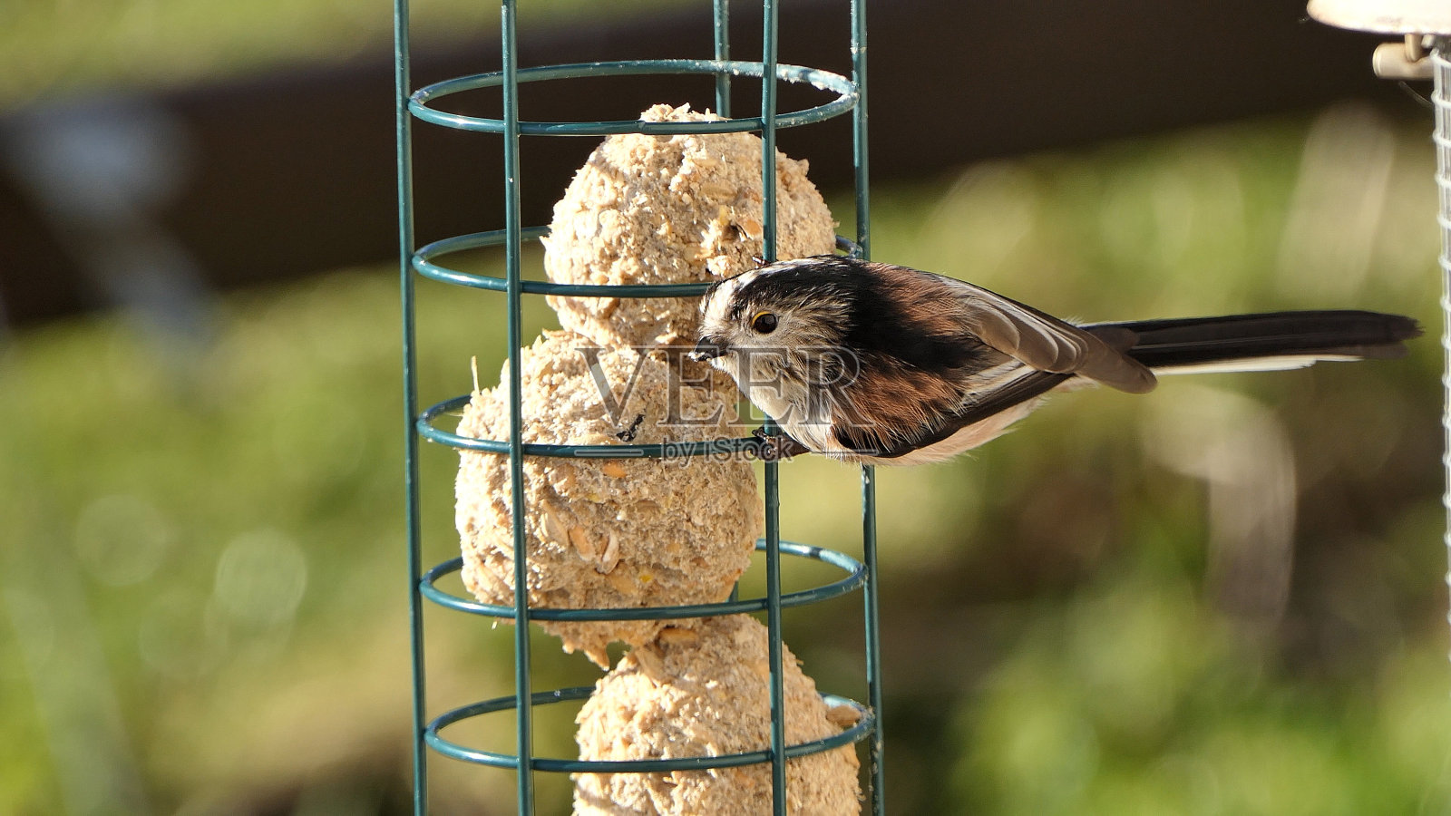 长尾山雀在吃肥肉球椰子半板油在鸟桌上照片摄影图片