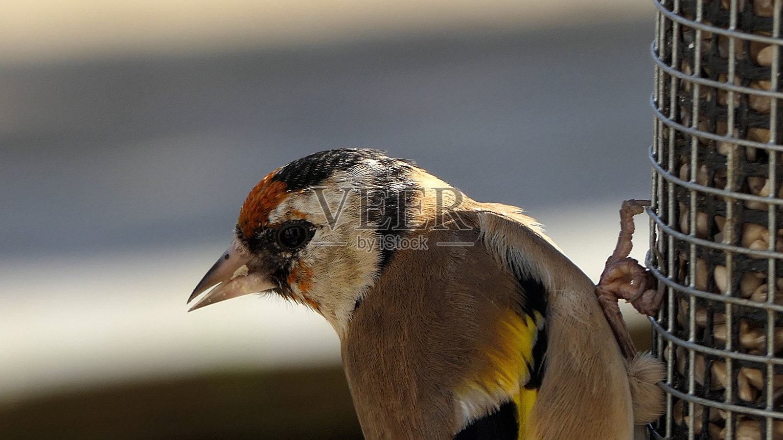 金翅雀雏鸟从管花生种子喂食器在鸟类表英国照片摄影图片