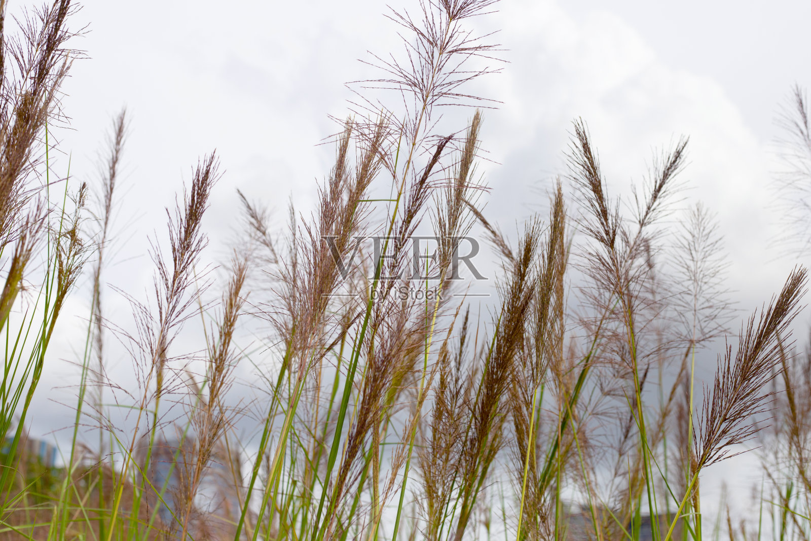 公园里的香根草花照片摄影图片