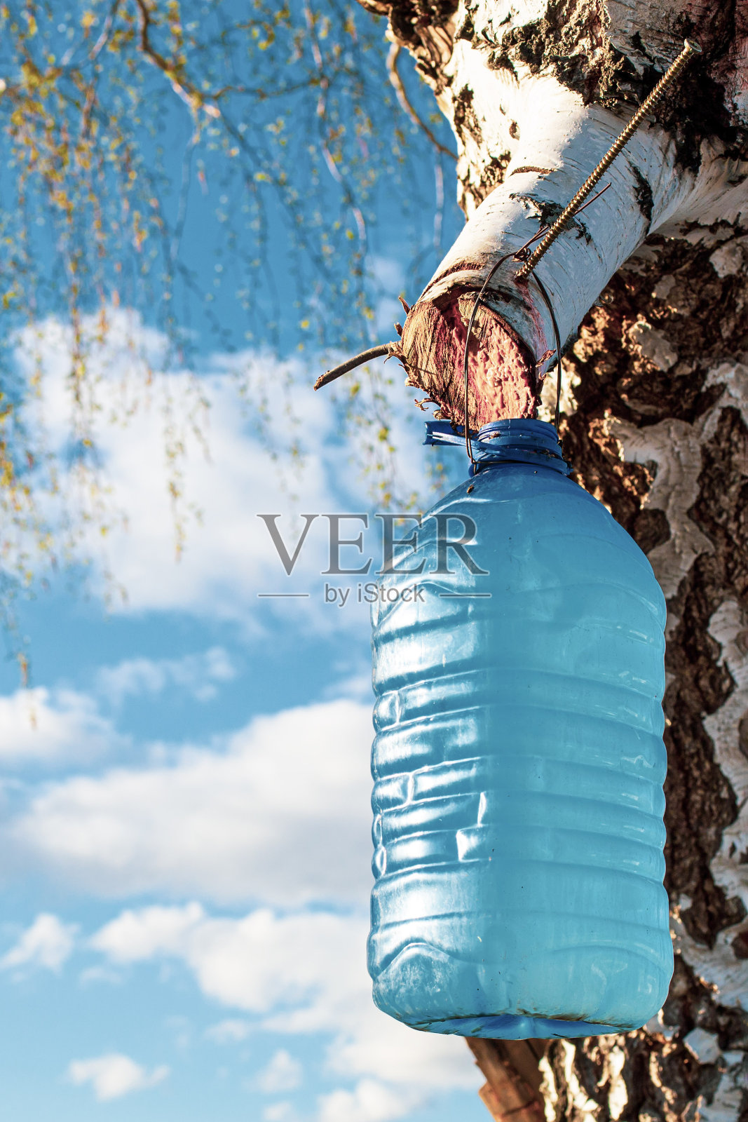 在初春的蓝天下采集花蜜时，挂在树上的一瓶桦树液照片摄影图片