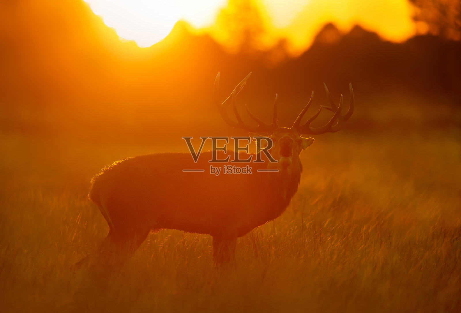 剪影红鹿呼唤在发情季节在日出照片摄影图片