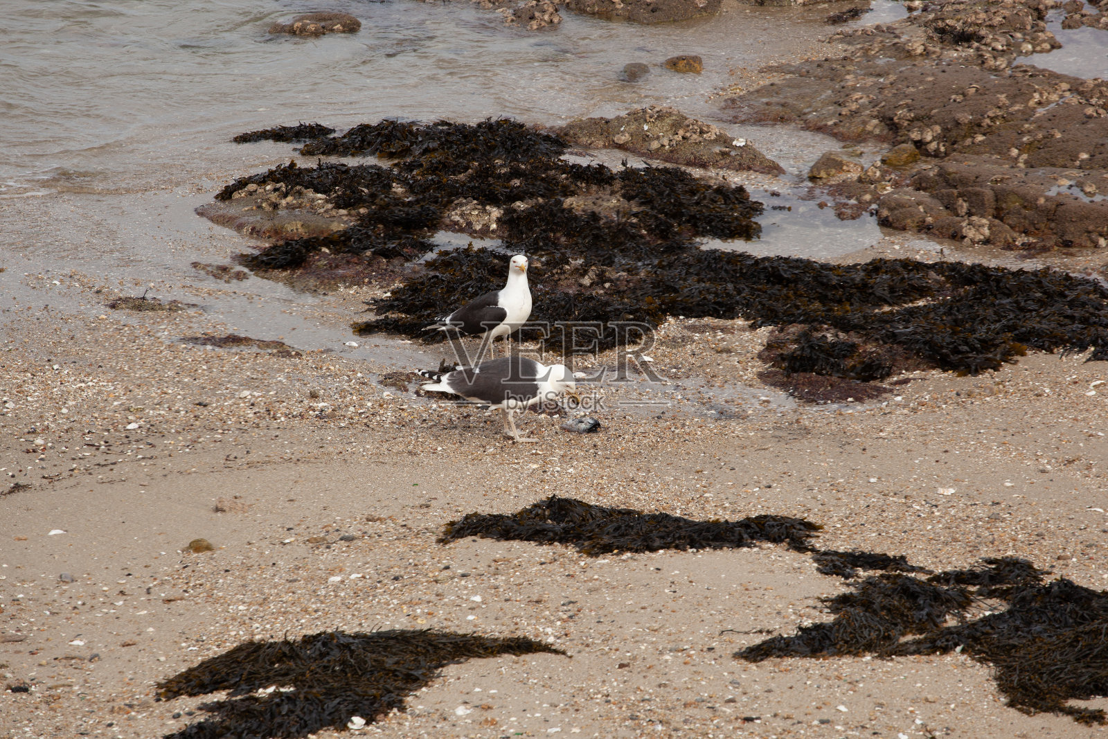 海滩上的海鸥特写。照片摄影图片