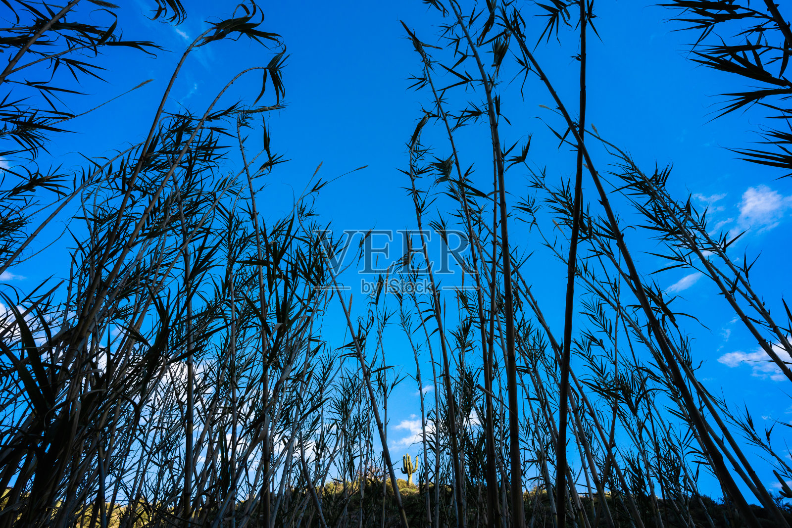 孤独的仙人掌通过竹剪影在蓝洗照片摄影图片