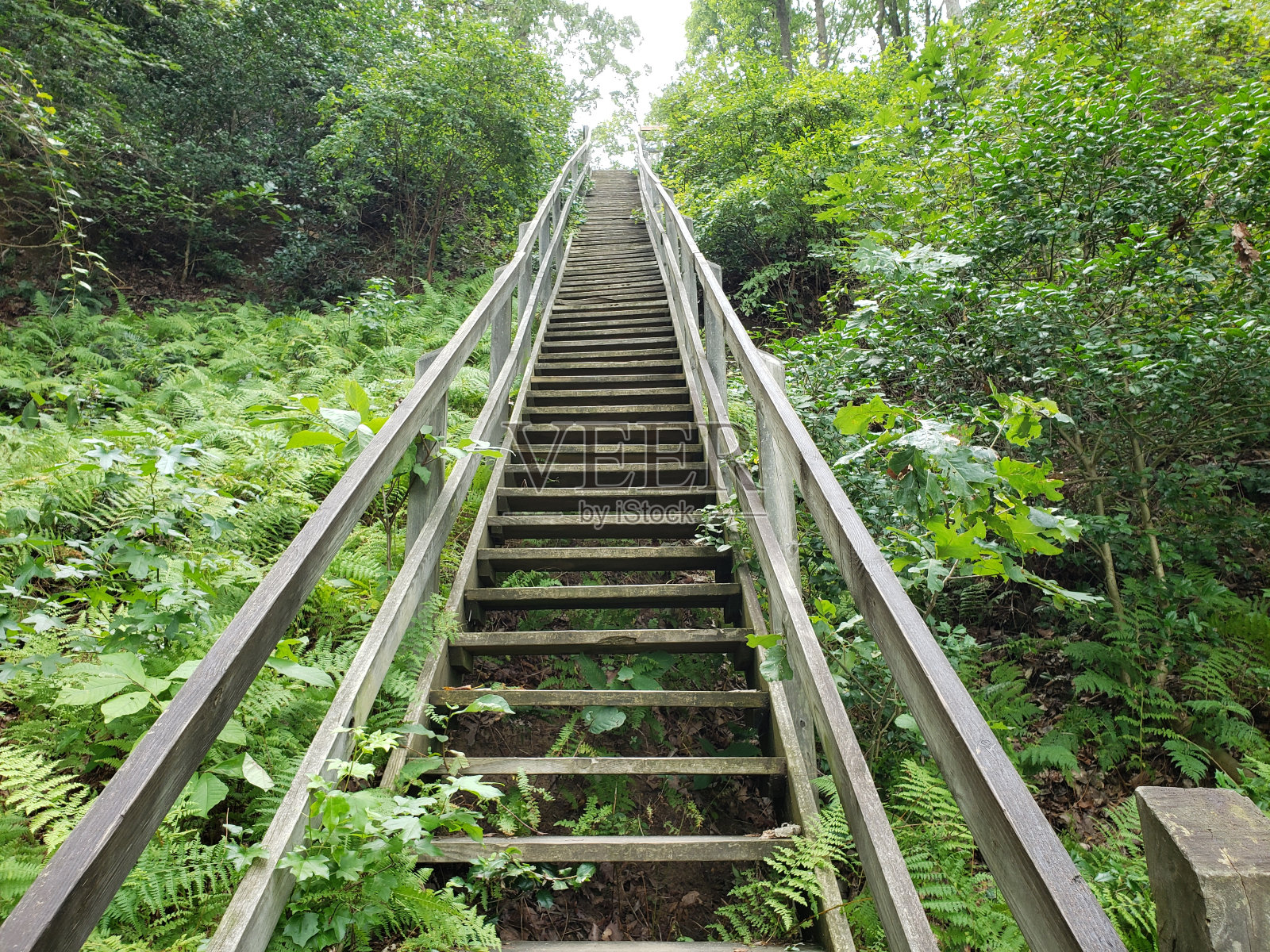 通往森林的楼梯照片摄影图片