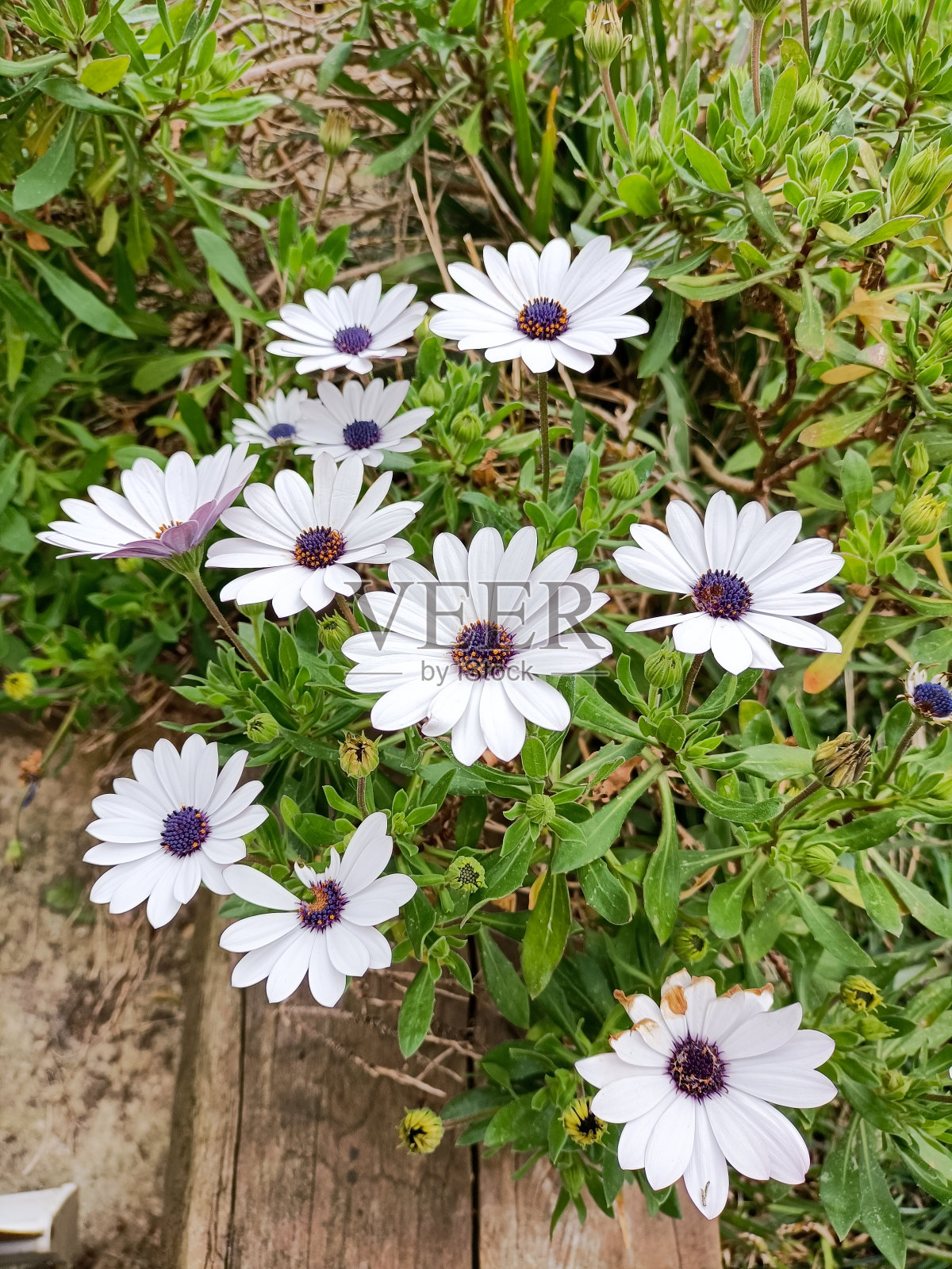 雏菊照片摄影图片