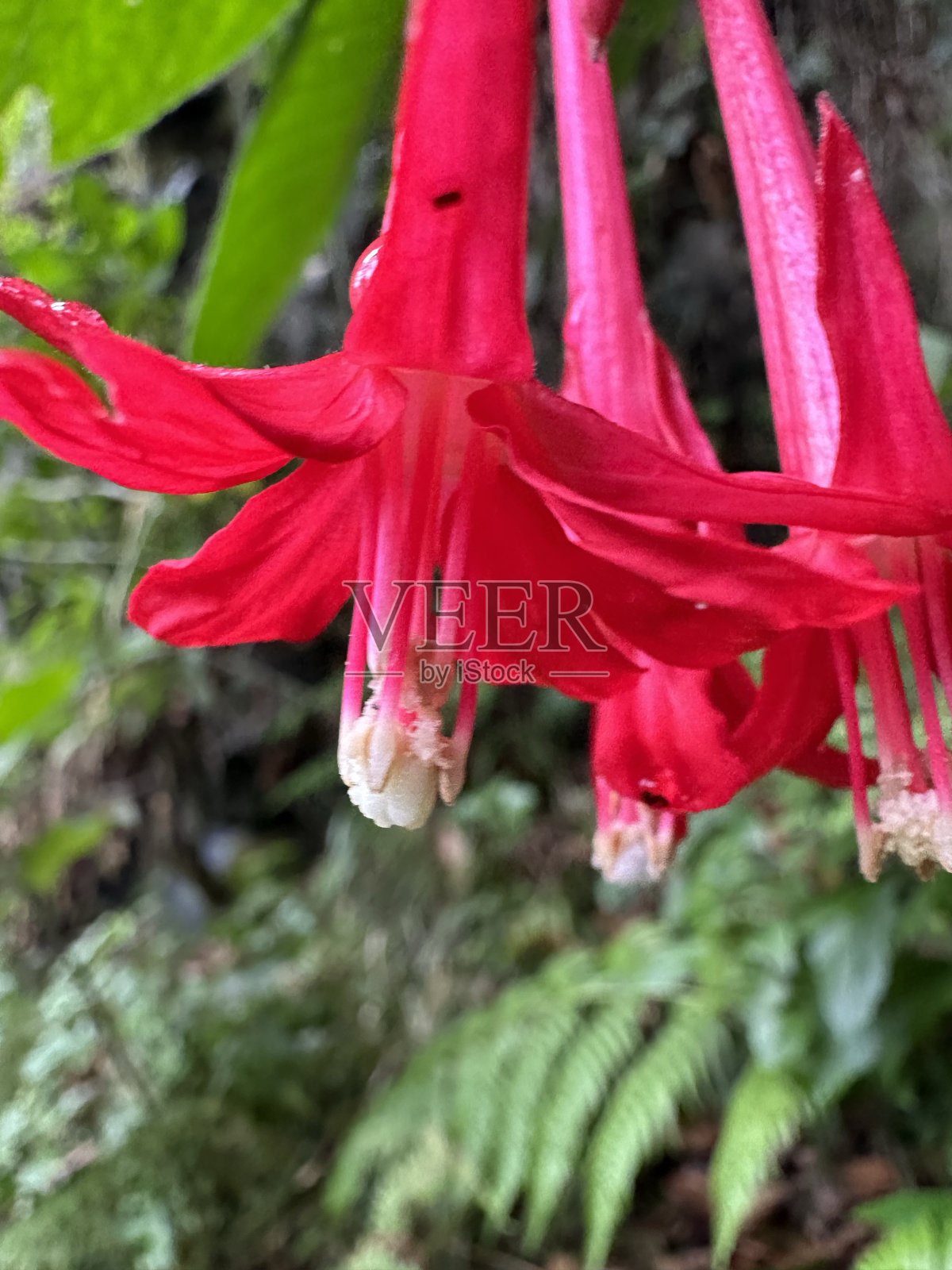 玻利维亚的紫红色照片摄影图片