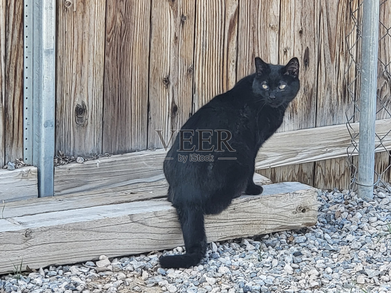 黑色的猫照片摄影图片