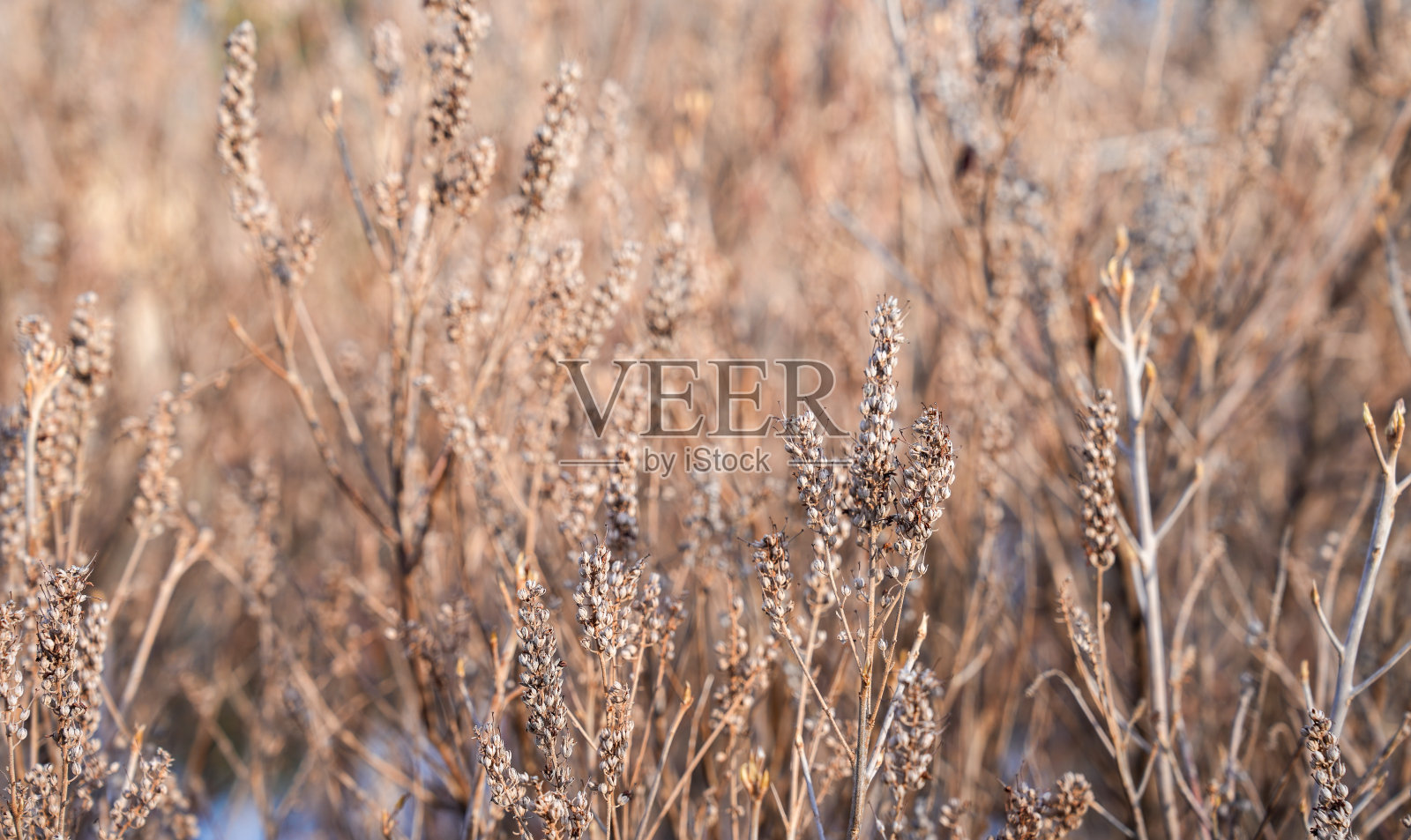 田野上的干草干旱照片摄影图片