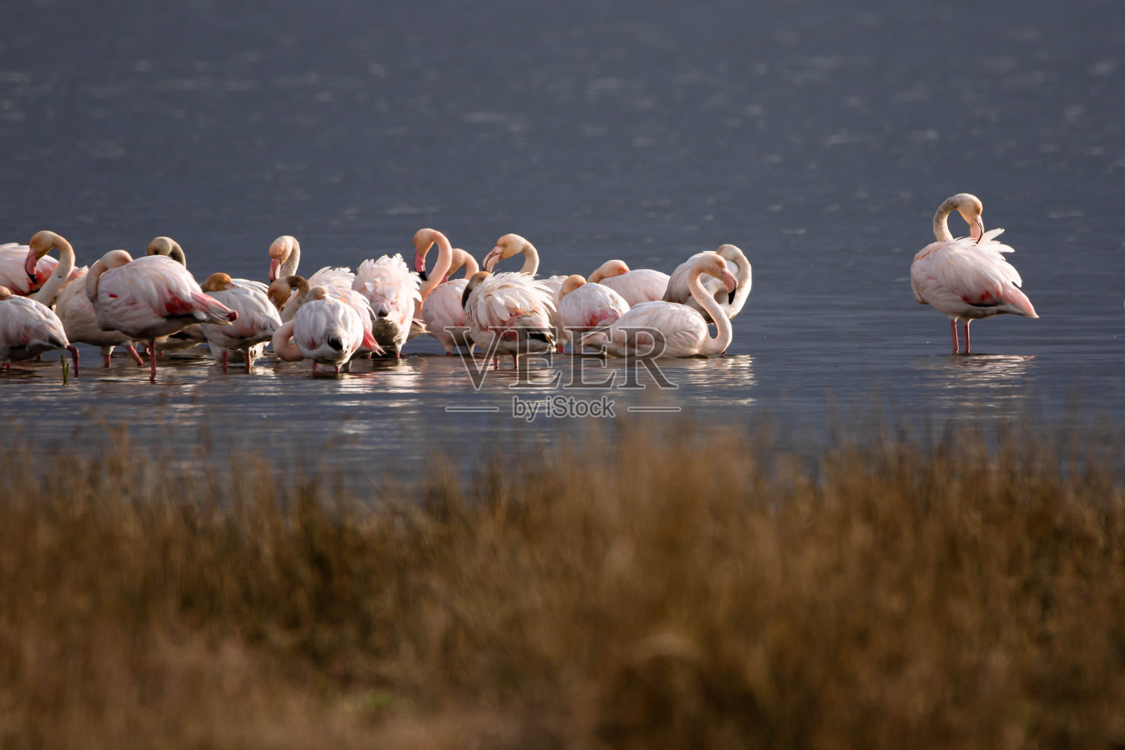 火烈鸟(Phoenicopterus roseus)照片摄影图片