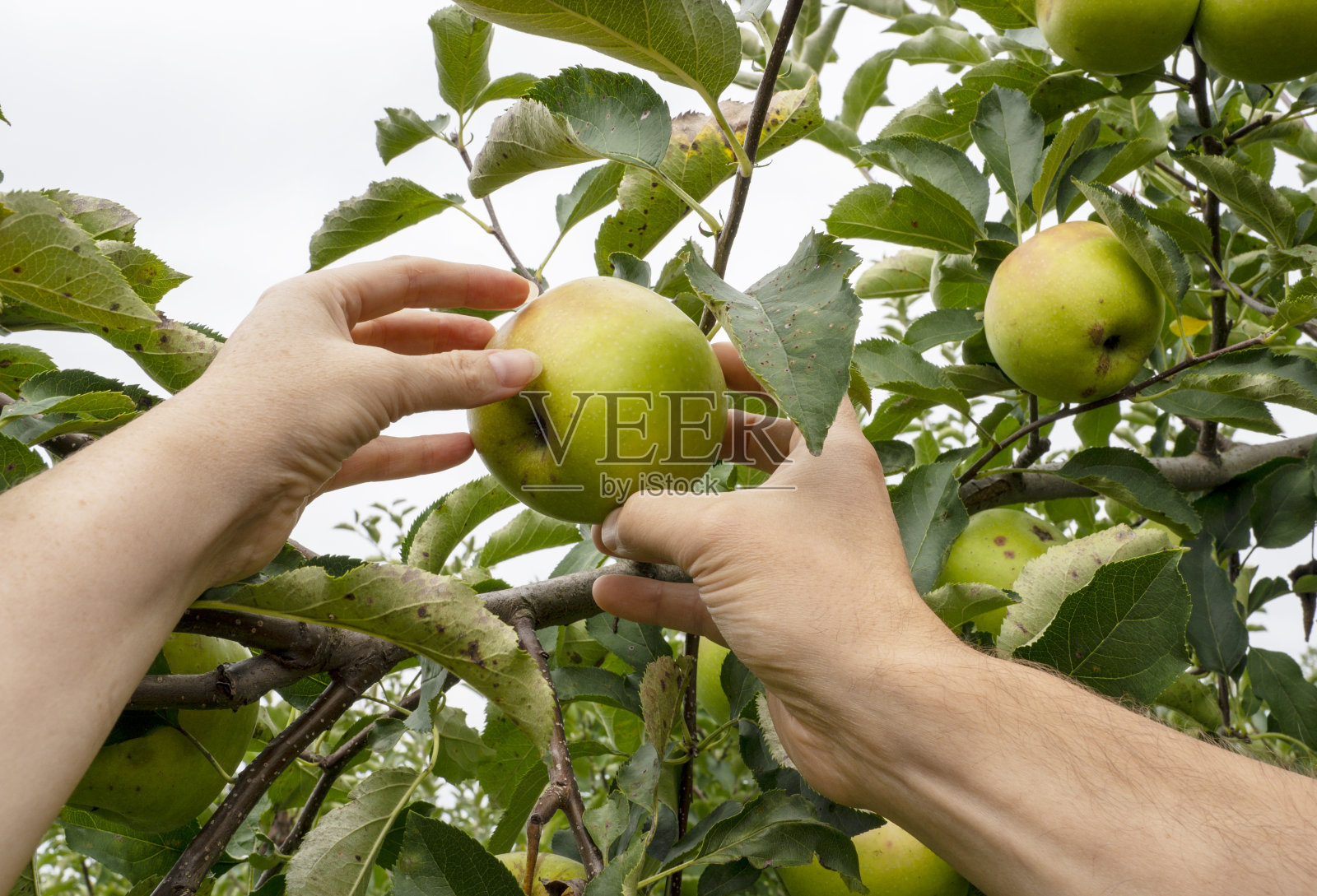 苹果园，收获时节。苹果树上青熟的苹果。男人和女人的手采摘成熟的苹果。照片摄影图片
