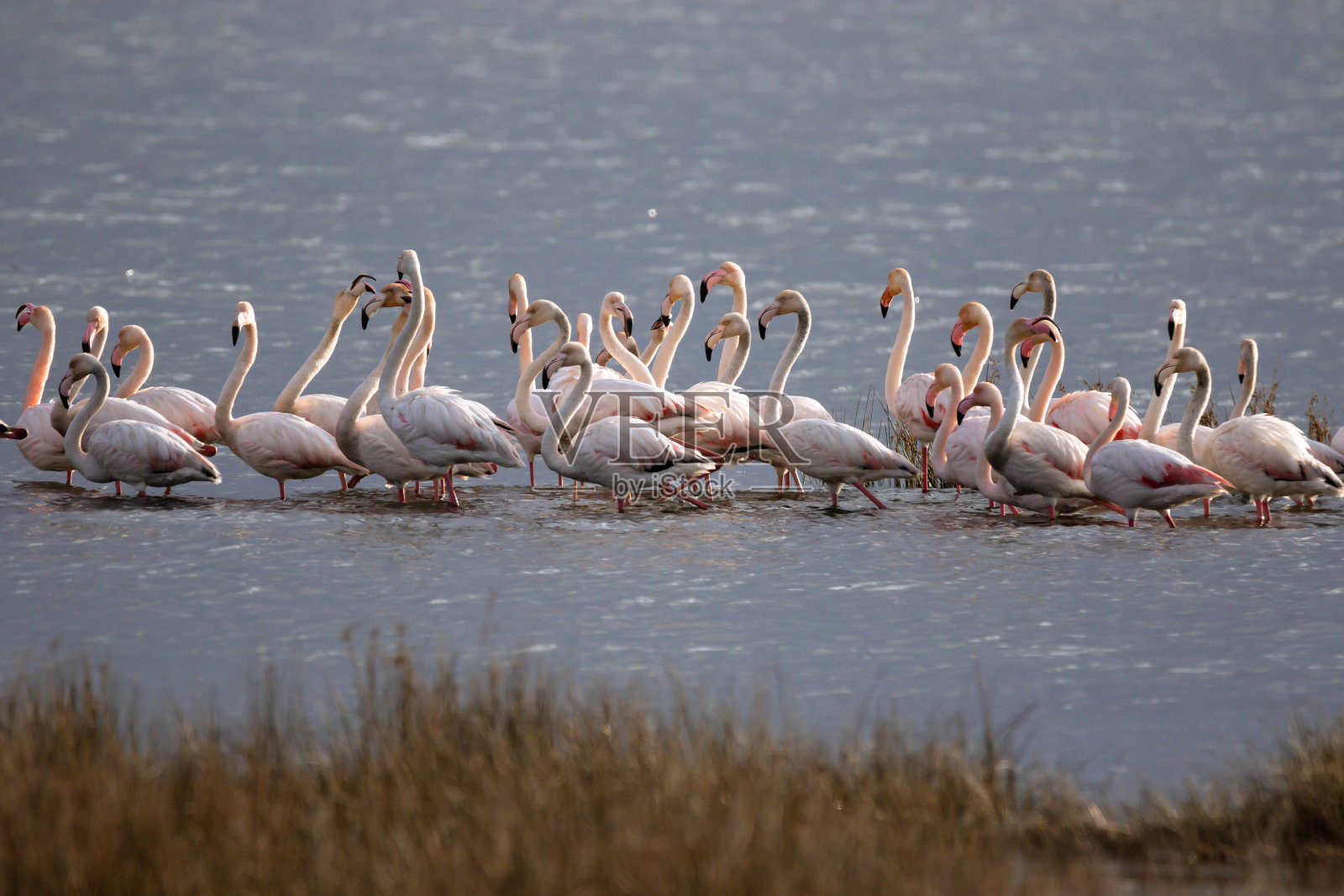 火烈鸟(Phoenicopterus roseus)照片摄影图片