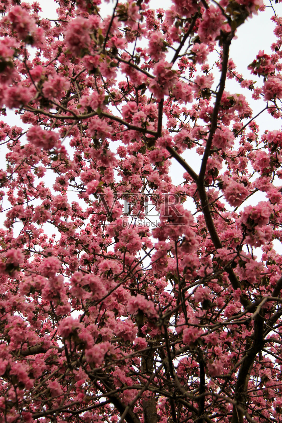 盛开的树与粉红色的花照片摄影图片