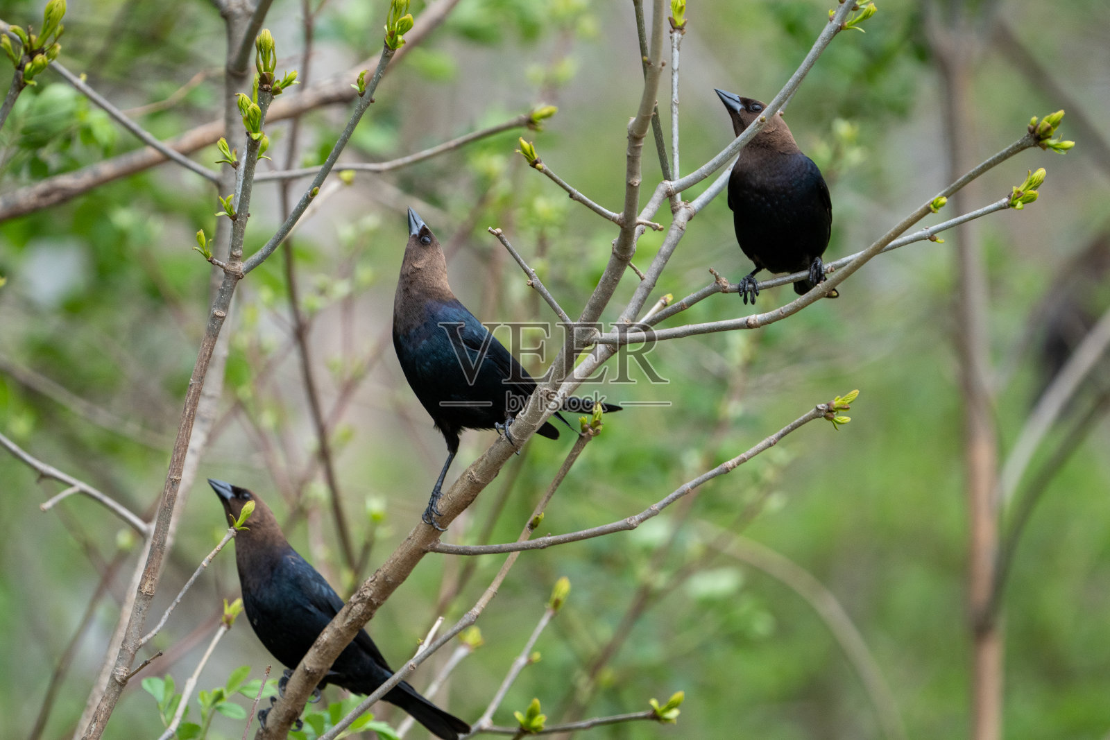 Brown-headed燕八哥照片摄影图片