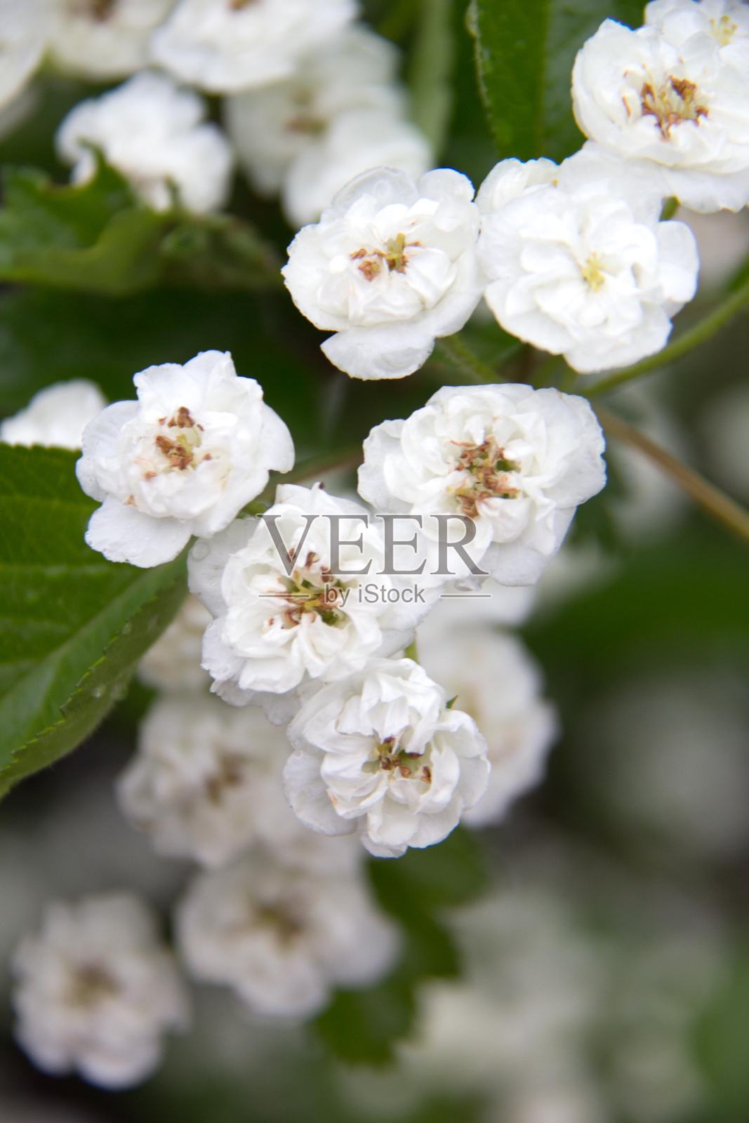 盛开的白色小花照片摄影图片