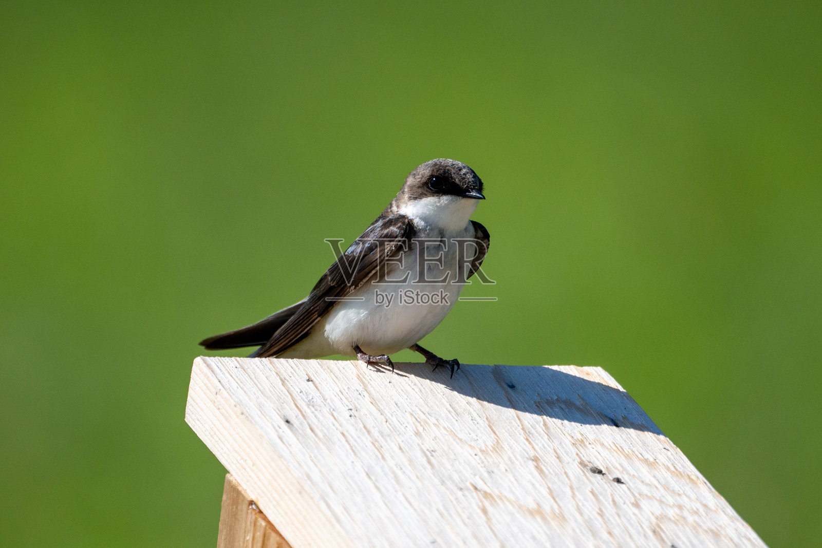 树燕栖息在巢箱上照片摄影图片