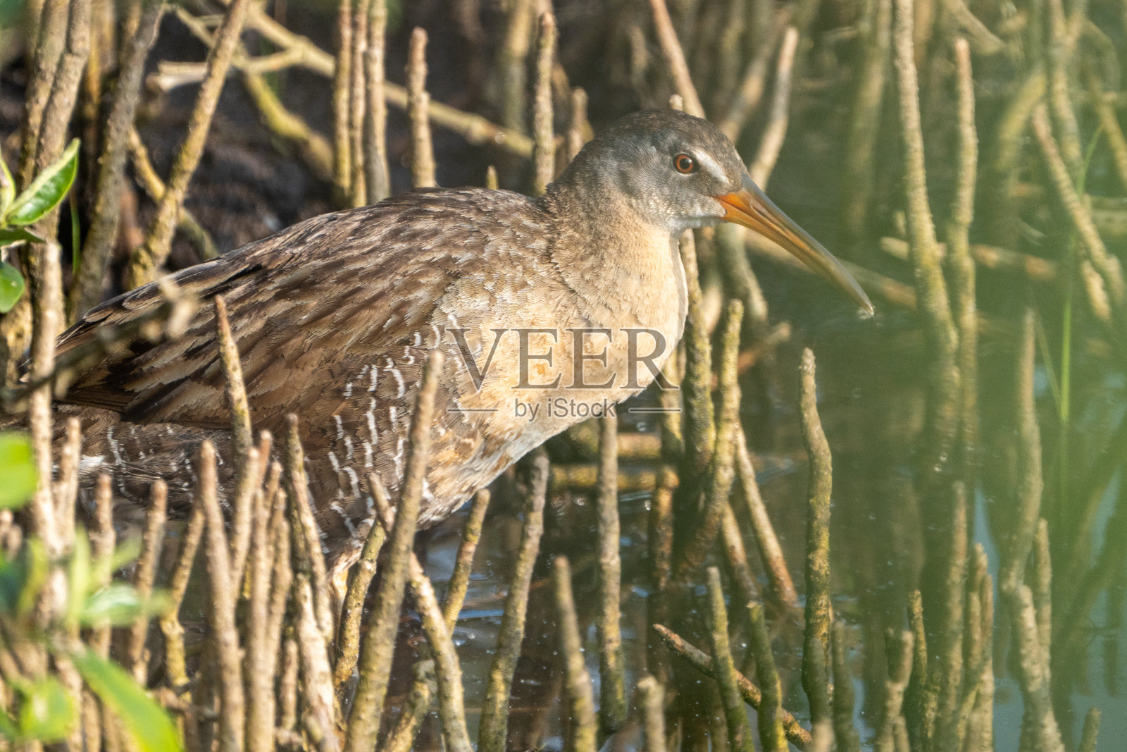 水里芦苇丛间的栏杆照片摄影图片