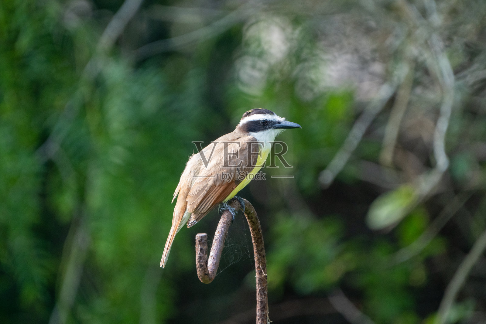 大基斯卡迪照片摄影图片