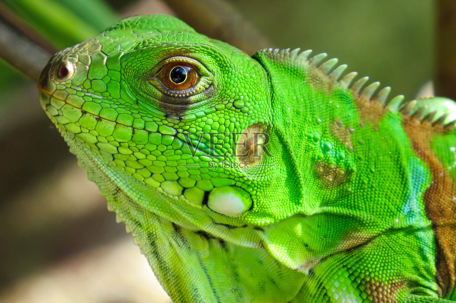 鬣蜥照片摄影图片