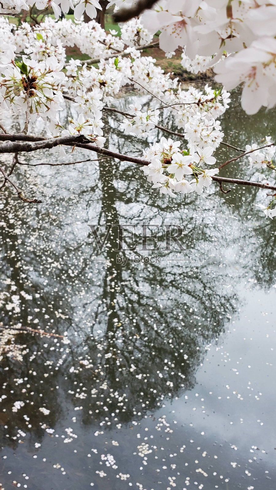 樱花照片摄影图片