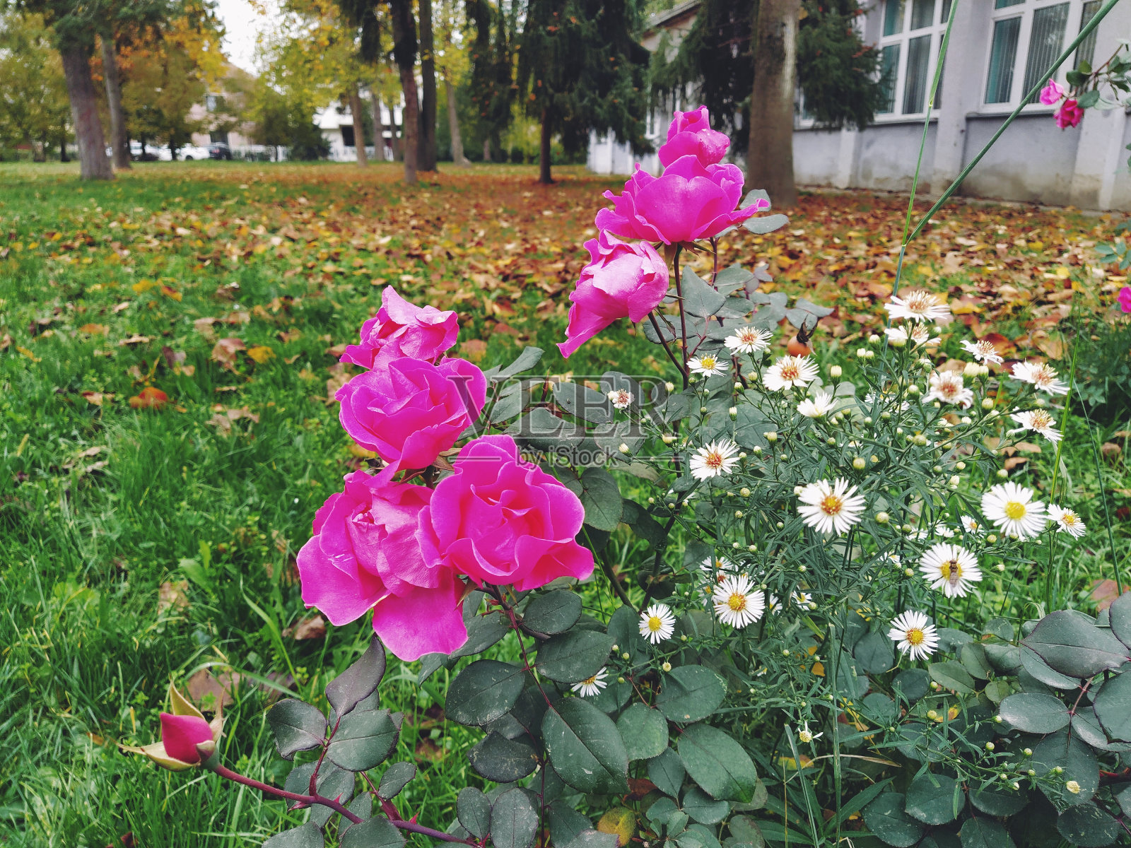 花园里粉红色的玫瑰丛。园林，植物景观设计。秋天装饰花园，花园小区，别墅。玫瑰和黄叶的组合。抗冻植物。照片摄影图片