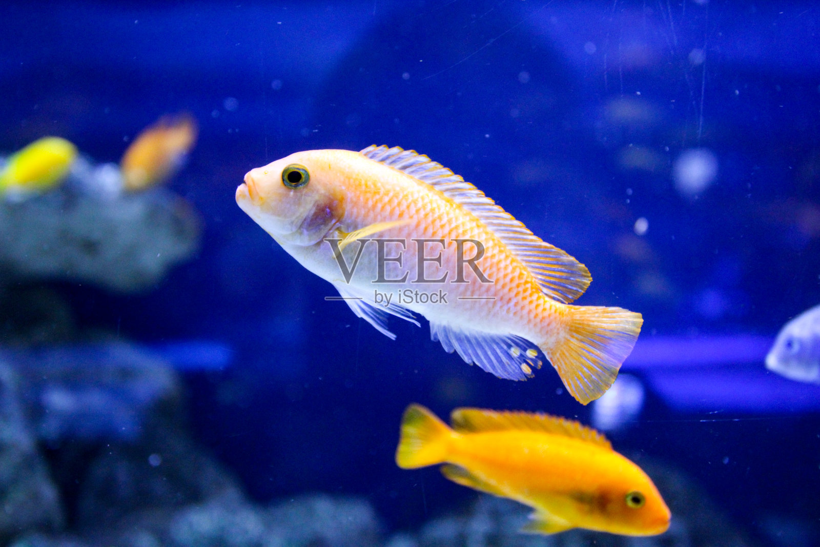 黄色的丽鱼科鱼照片摄影图片