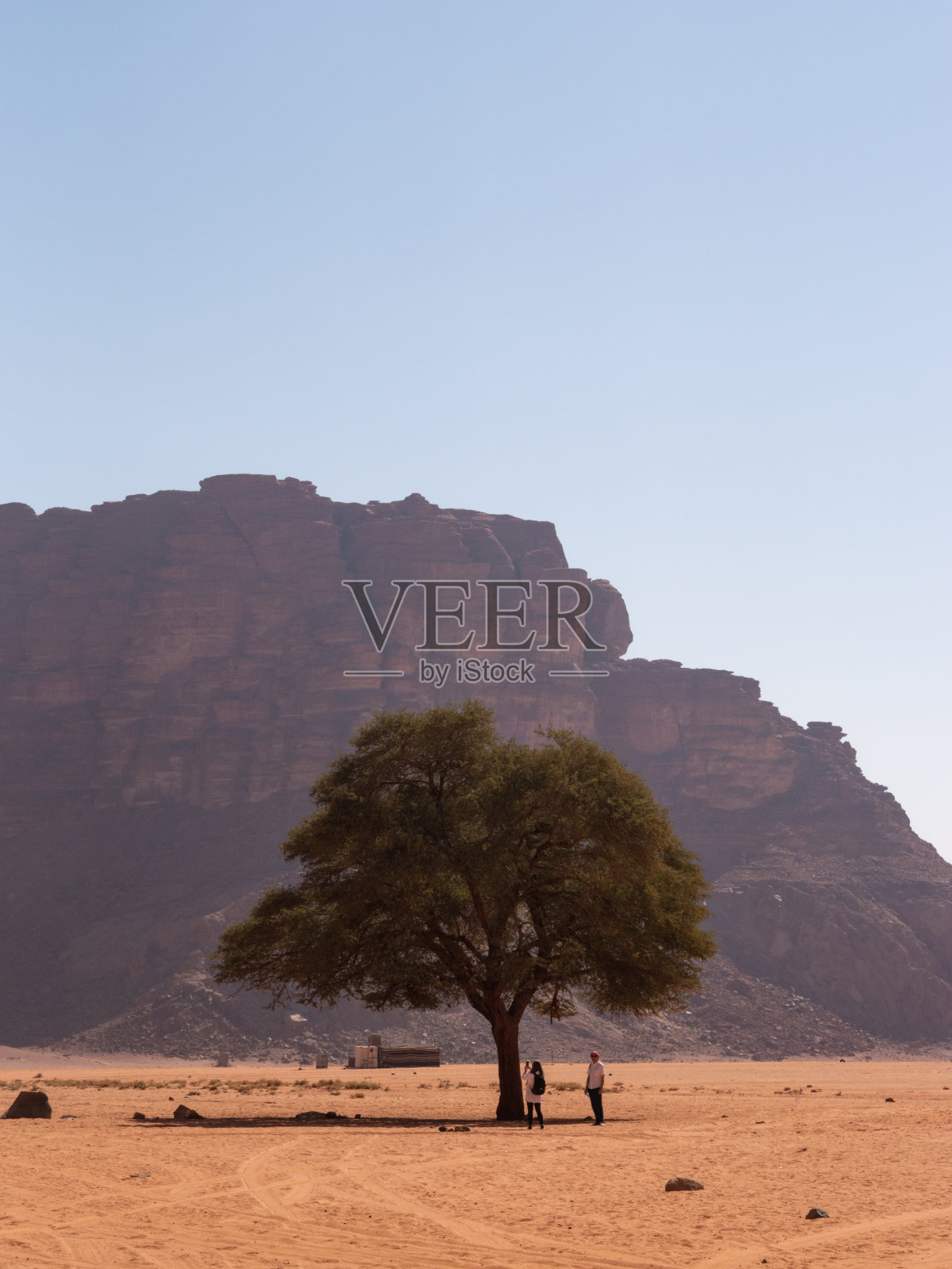 瓦迪拉姆沙漠中的一棵树。照片摄影图片