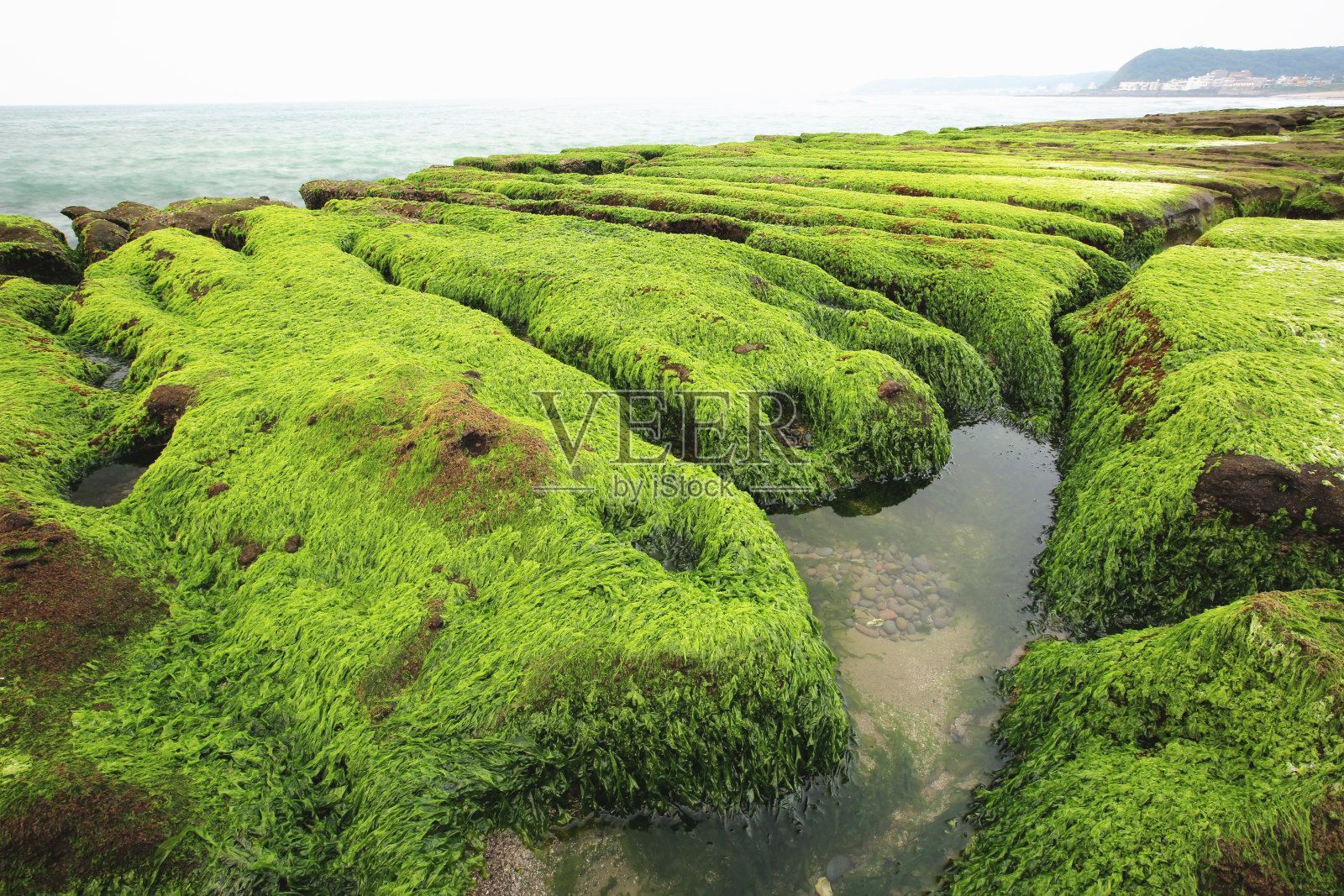 潮沟，海边长满绿海藻的石沟照片摄影图片