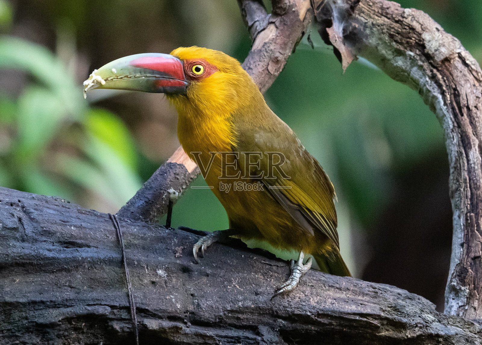 热带巨嘴鸟照片摄影图片