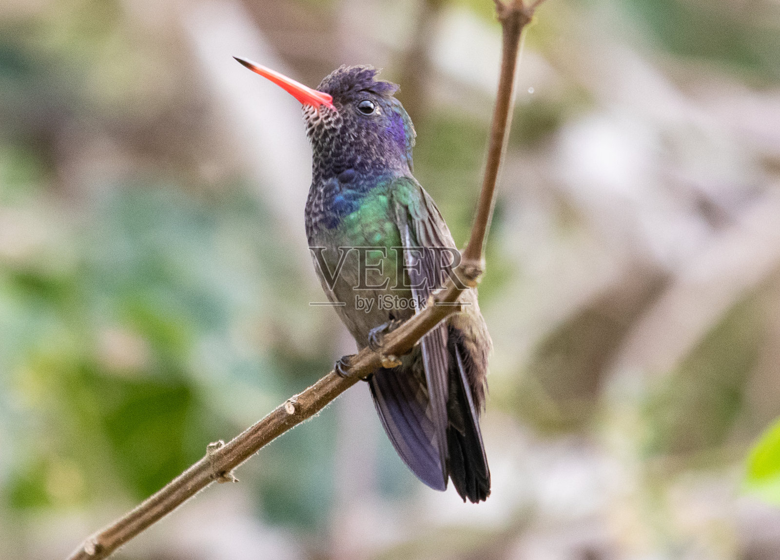 蜂鸟照片摄影图片