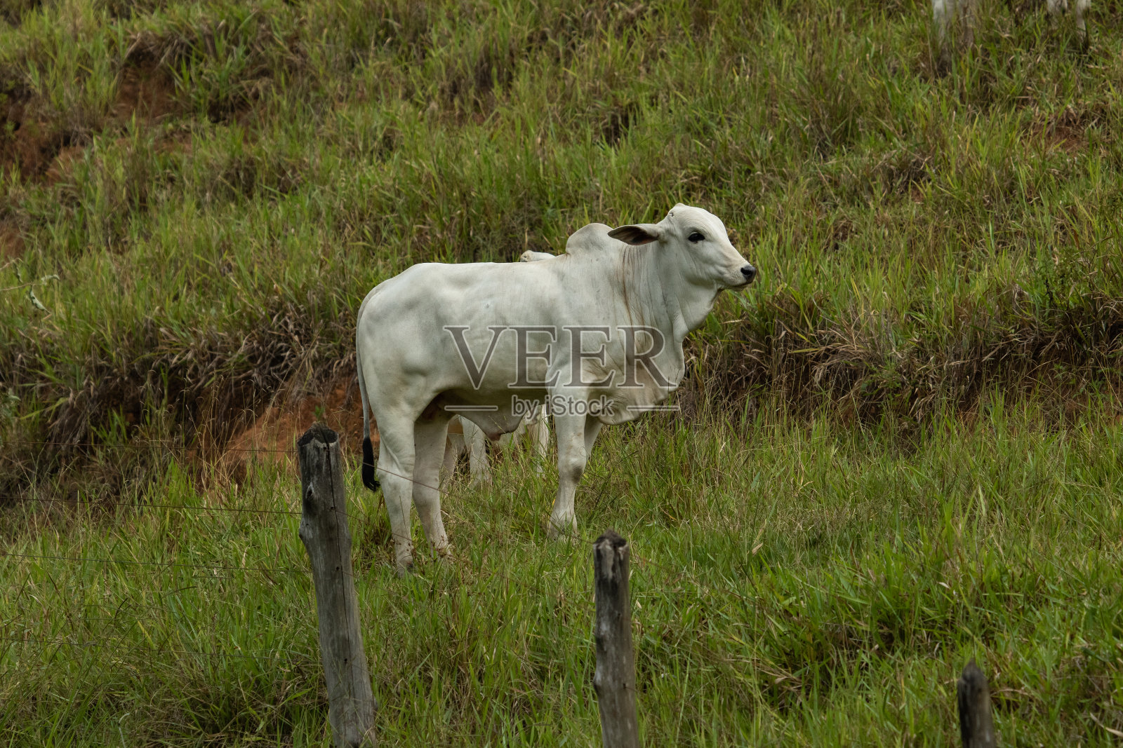 小腿照片摄影图片