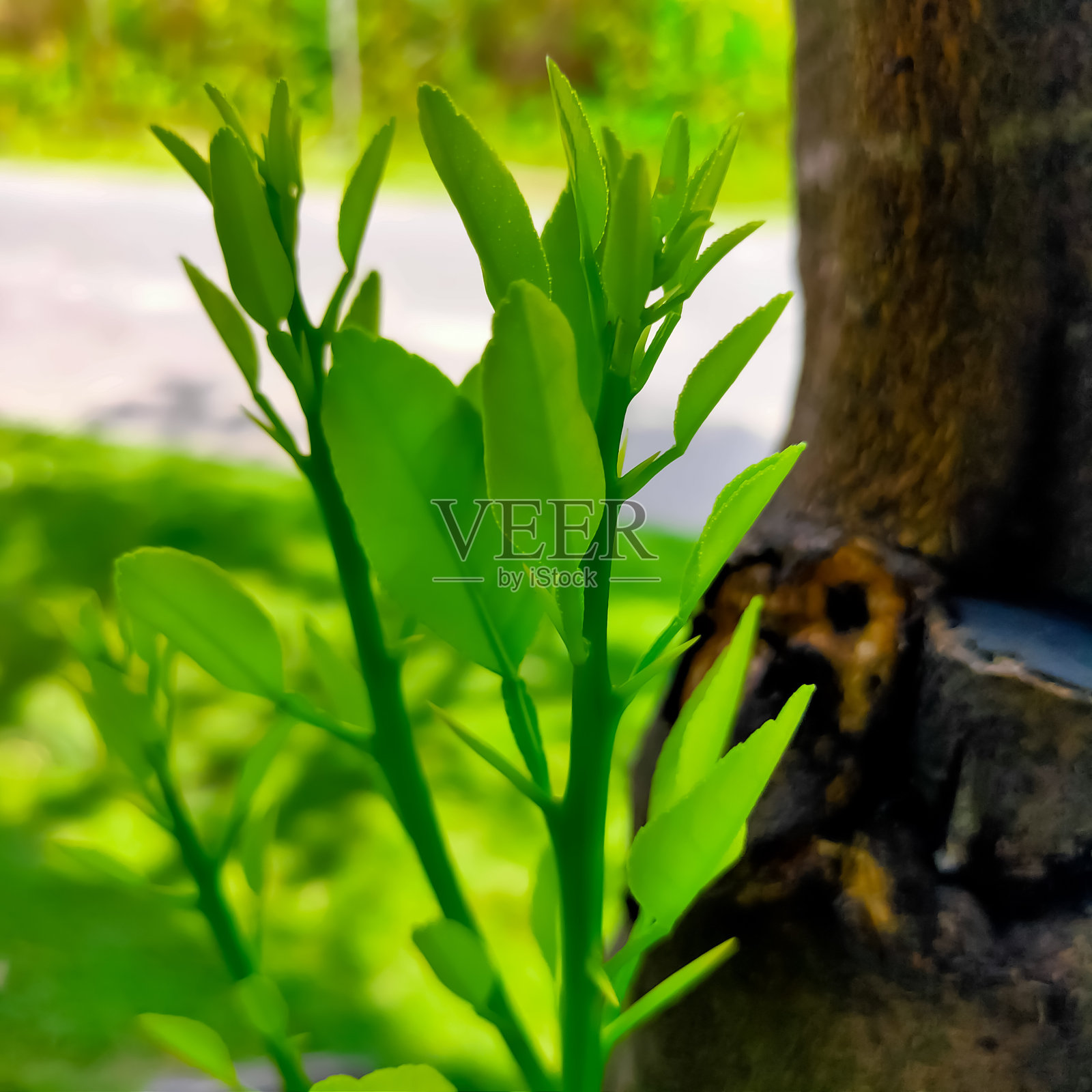 果橙照片摄影图片