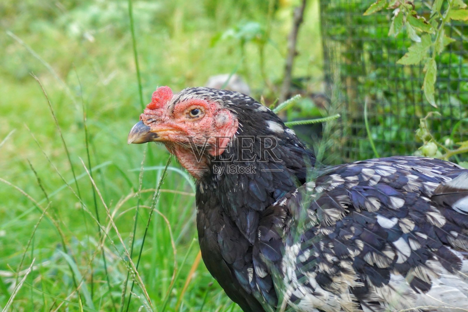 一只母鸡若有所思地看着镜头照片摄影图片