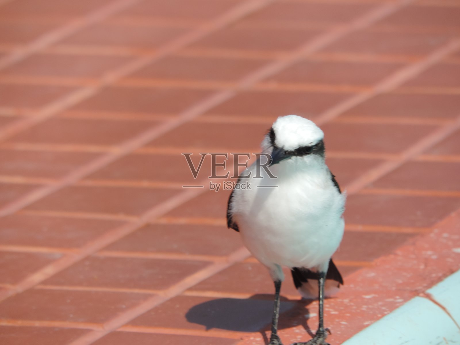 蒙面Water-Tyrant照片摄影图片