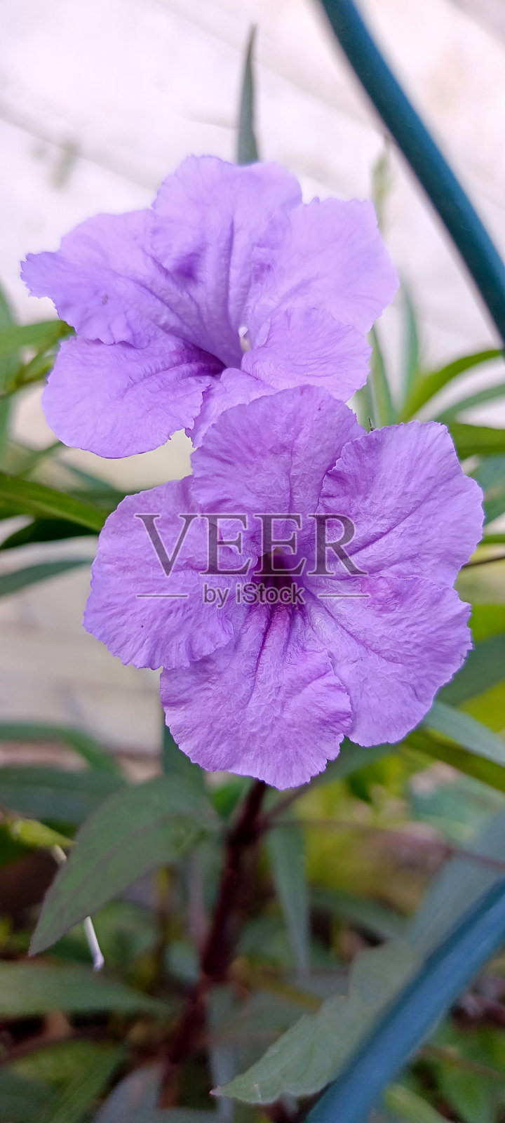 花园里的紫色花照片摄影图片