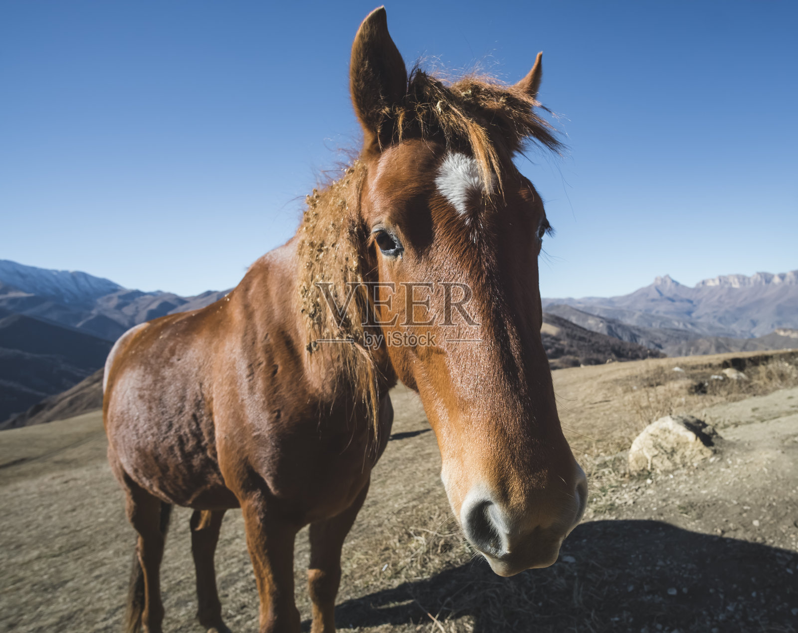 一匹马的肖像，背景是秋天的山与雪，一匹马的枪口附近的一个阳光明媚的秋日在山上照片摄影图片